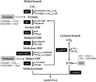 Genomic potential and physiological characteristics of C1 metabolism in novel acetogenic bacteria